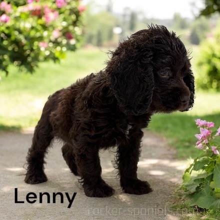 puppy, for, sale, Cocker Spaniel, Joe & Cherri  Overlease, dog, breeder, Miller, MO, dog-breeder, puppy-for-sale, forsale, nearby, find, puppyfind, locator, puppylocator, aca